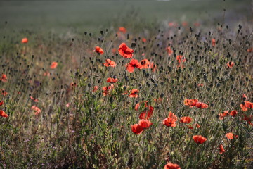 Wild Flowers