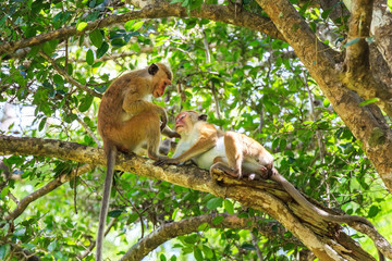 Sri-Lankan toque macaque