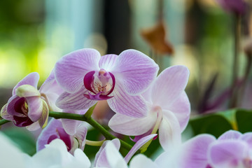 Naklejka na ściany i meble Streaked orchid flowers. Beautiful orchid flowers.