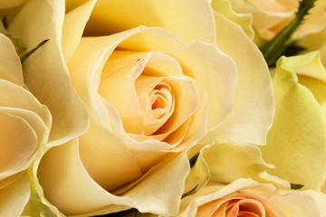  Bouquet of yellow roses, close up