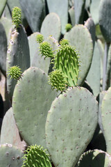 Cactus petals ready to bloom