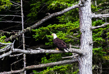 Bald Eagle in the Trees