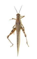 grasshopper on a white background
