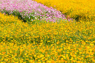 yellow and pink cosmos flower blooming in  field
