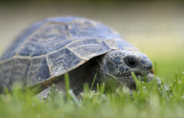 Testudo hermanni tortoiseon a white isolated background beach
