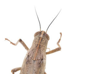 grasshopper on a white background