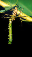 Spider on a green leaf