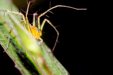 Spider on a green leaf