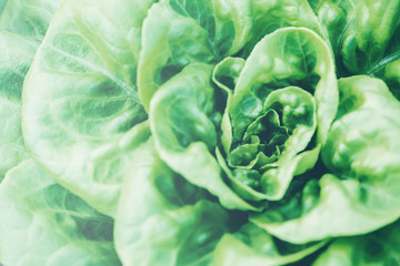 Fototapeta premium Garden lettuce fresh from the farm