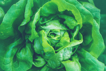 Obraz premium Garden lettuce fresh from the farm