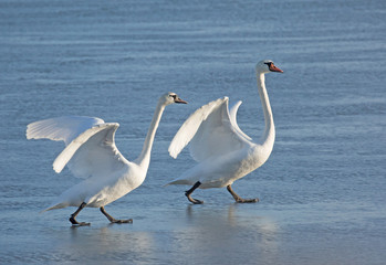 Mute swan (Cygnus olor)
