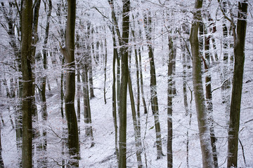 The forest in winter