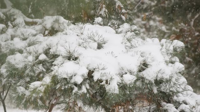 Beautiful tree covered with snow, close-up view, in the frosty winter, the Christmas forest