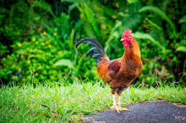 Maui Chicken 1