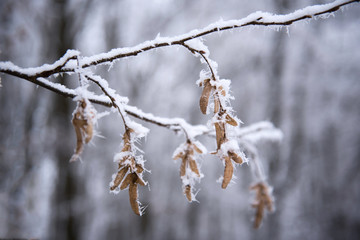 Tree leaf in winter under snow