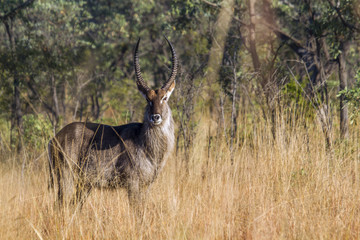 Common Waterbuck in Kruger National park, South Africa