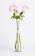 Pink roses in a vase on the white background