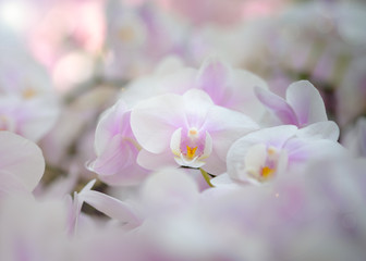 Plakat orchid
