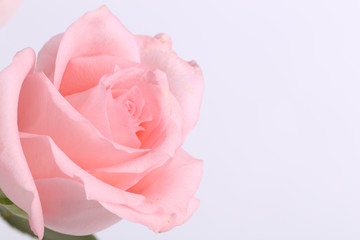 Fototapeta na wymiar Single pink rose closeup on the whtie background