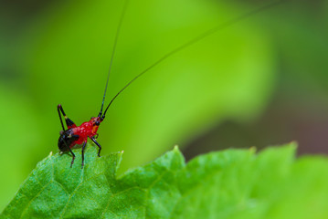 grasshopper red on a green leaf