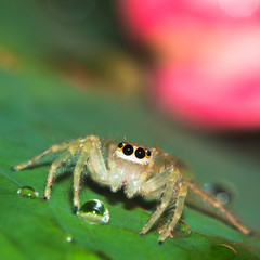 Spider on a green leaf
