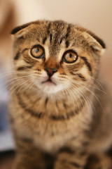 scottish fold tabby kitten looking up