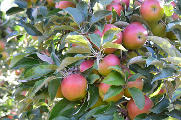 Apple Orchard and U-Pick