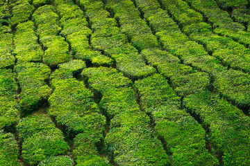 tea field