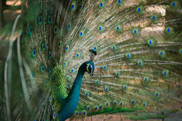 Obraz premium beautiful peacock close up