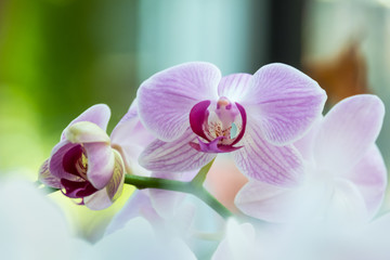 Fototapeta na wymiar Streaked orchid flowers. Beautiful orchid flowers.