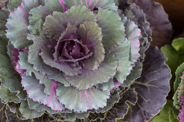 Top view ornamental cabbage