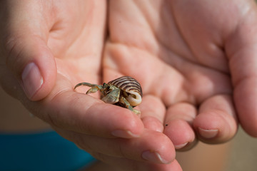 Hermit crab in woman's hands
