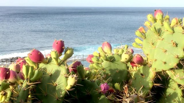 Opuntia dillenii auf Teneriffa