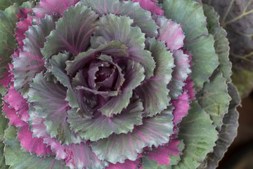 Top view ornamental cabbage