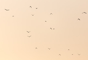 a flock of birds at sunset