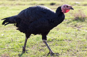 a turkey on a farm outdoors