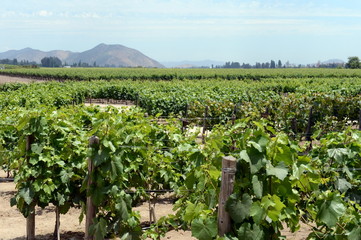 Fototapeta na wymiar The vineyard of the winery 