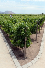 The vineyard of the winery 