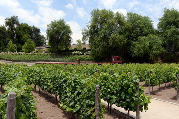 Fototapeta na wymiar The vineyard of the winery 
