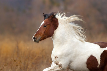Bay pinto horse portrait with long mane in motion