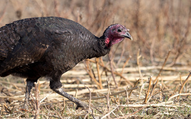 a turkey on a farm outdoors