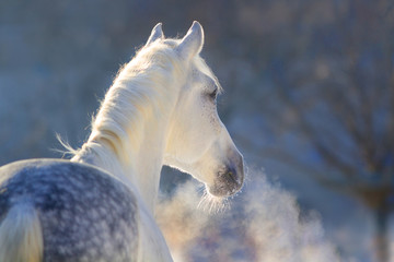 Naklejka premium Biały koń portret z parą z nozdrza przy zmierzchu światłem