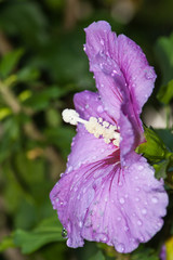 Hibiskusblüte © Reiner