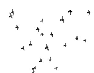 flock of pigeons on a white background
