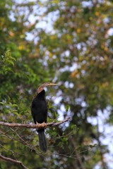 Oriental Darter (Anhinga melanogaster) in Borneo, Malaysia - アジアヘビウ
