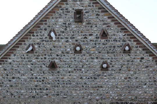 Doves in roosting boxes