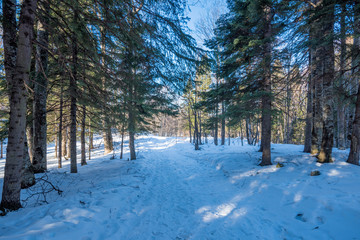 Fantastic winter forest