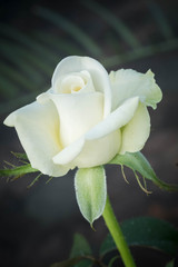 Fototapeta na wymiar Beautiful rose flower in a garden