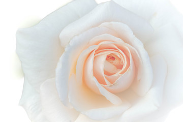 Soft focus of sweet  rose