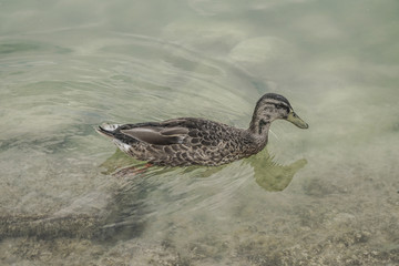 A single baby duck swimming on lake